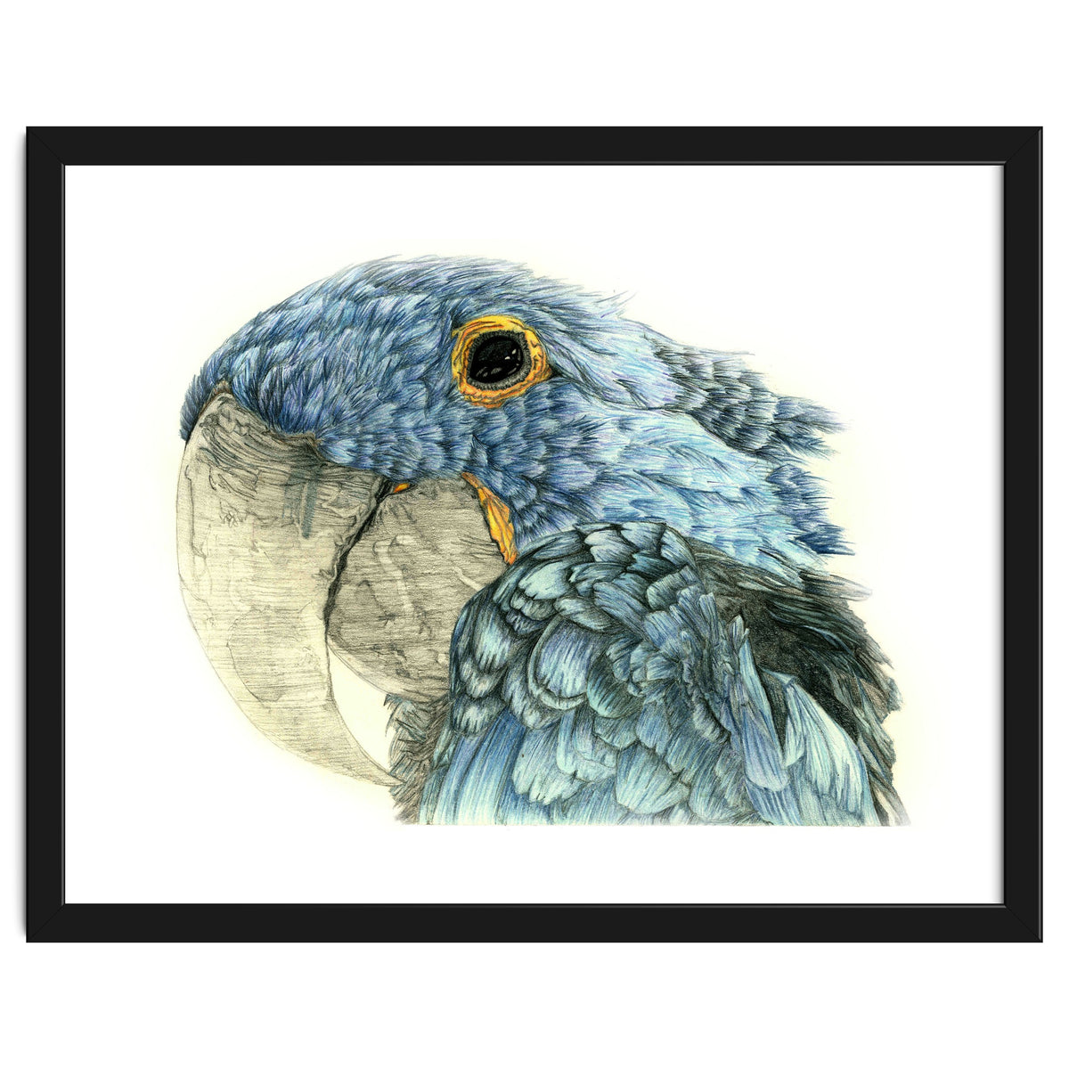 Blue Parrot