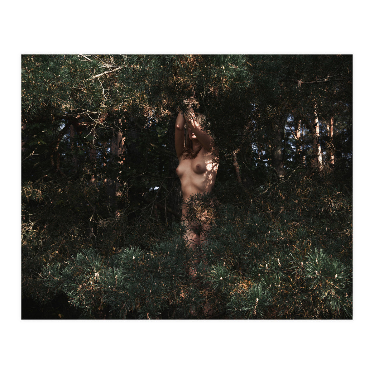 Wild Wild Woods (Print Only)