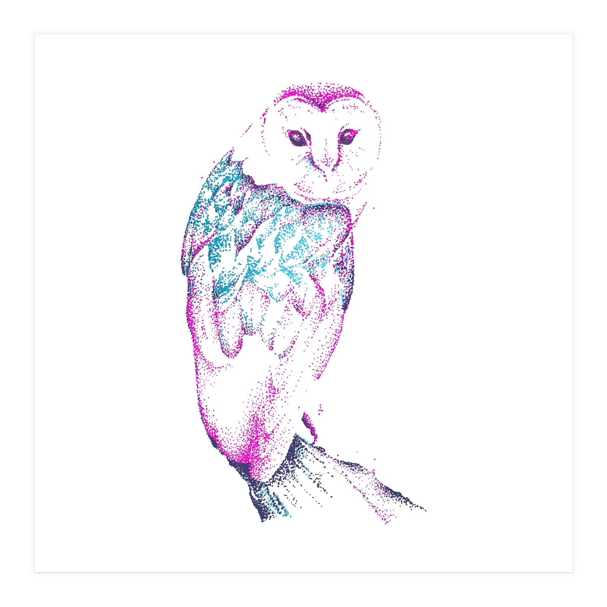 Barn Owl Pinquoise (Print Only)