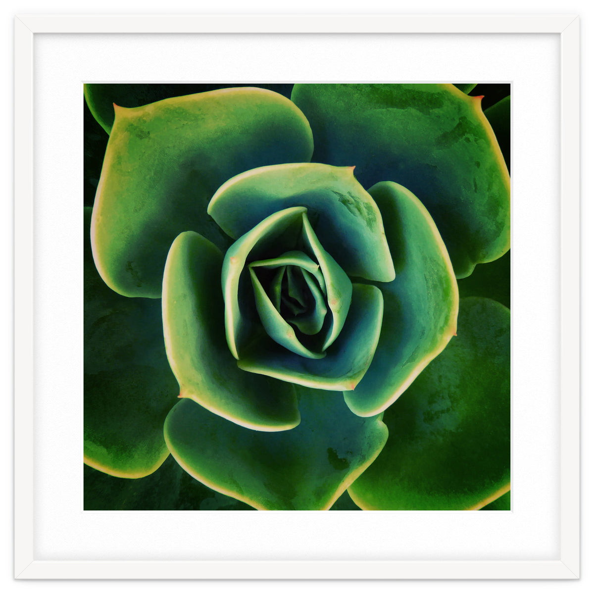 DARKSIDE OF SUCCULENTS XIII