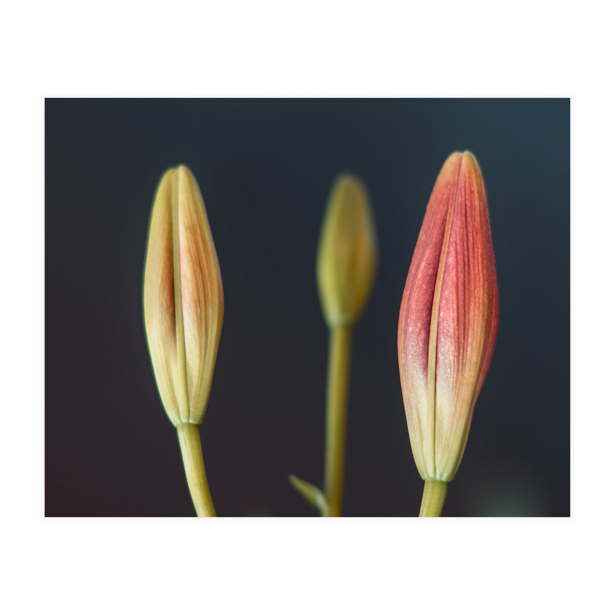 Triplets (Print Only)