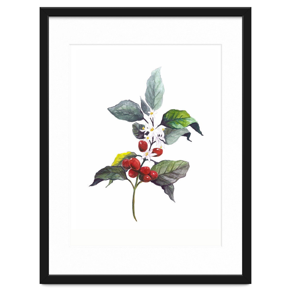 1 Botanical Illustration Kaffee Pflanze