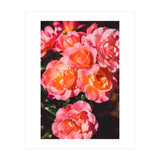 Rose  (Print Only) thumbnail