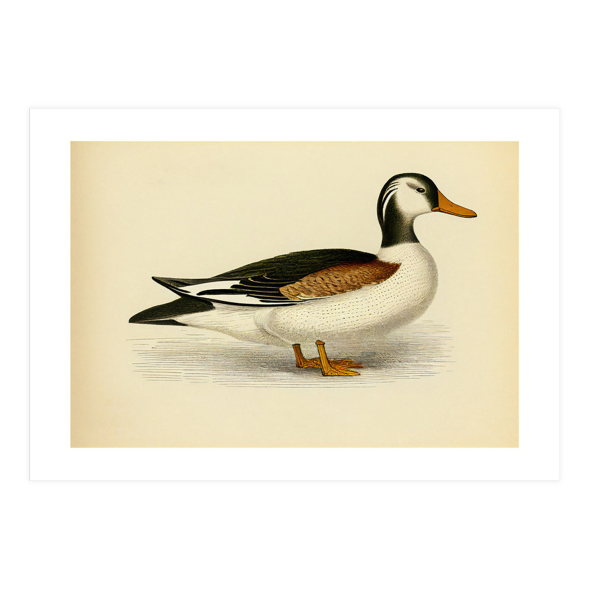 Vintage Duck Painting (Print Only)
