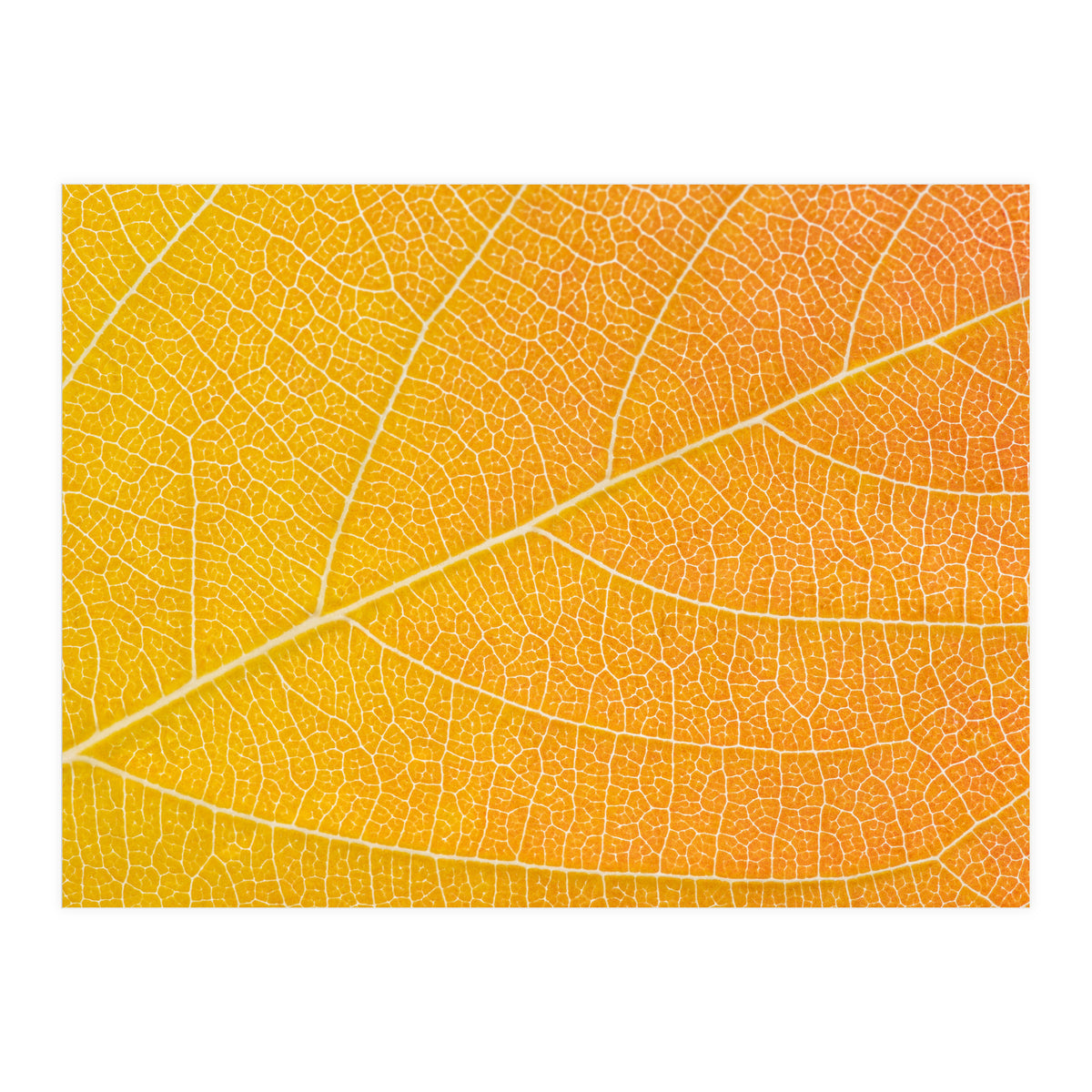 Autumn Leaf (Print Only)