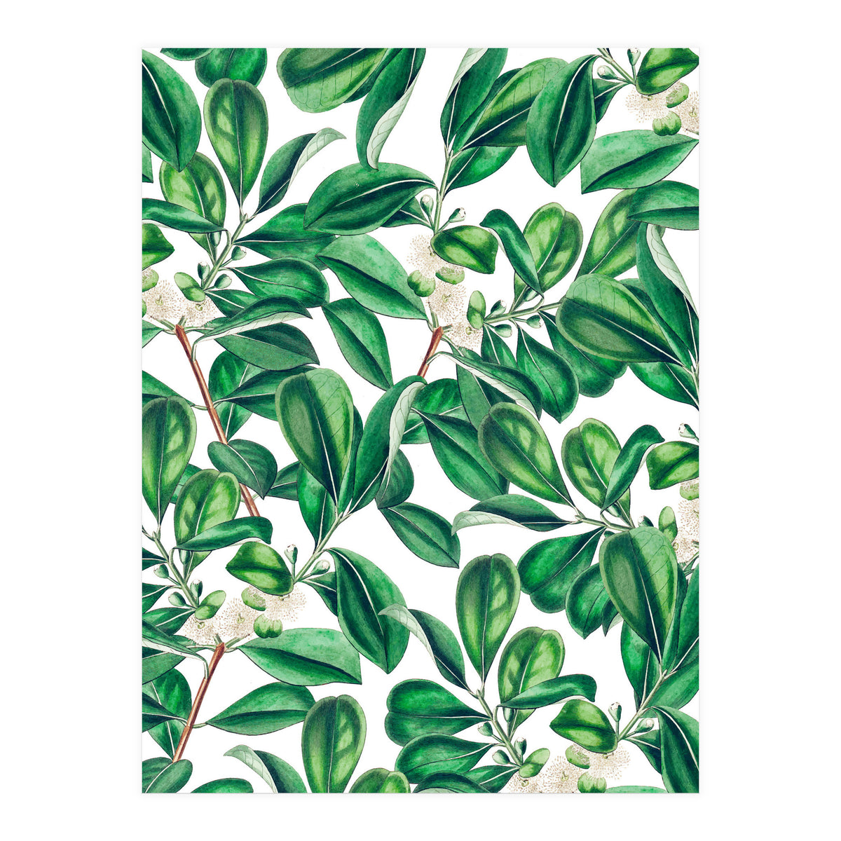 Botanica (Print Only)