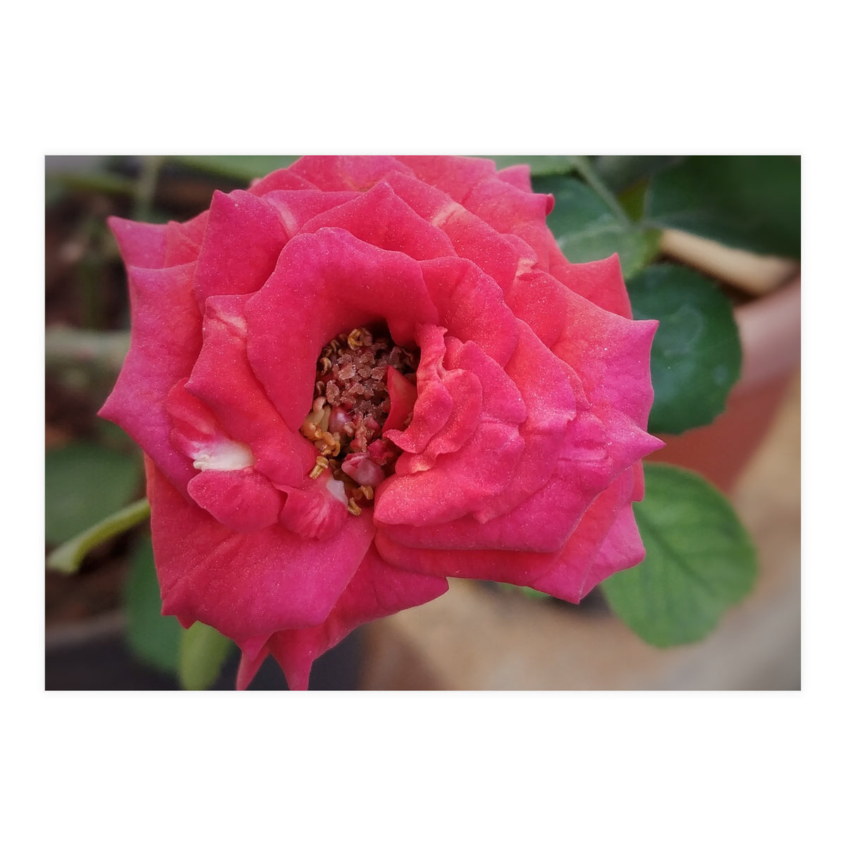 Blooming Red Rose (Print Only)