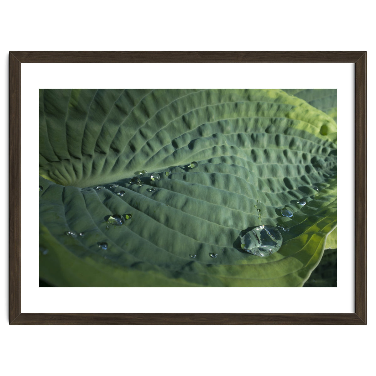 Hosta With Raindrops