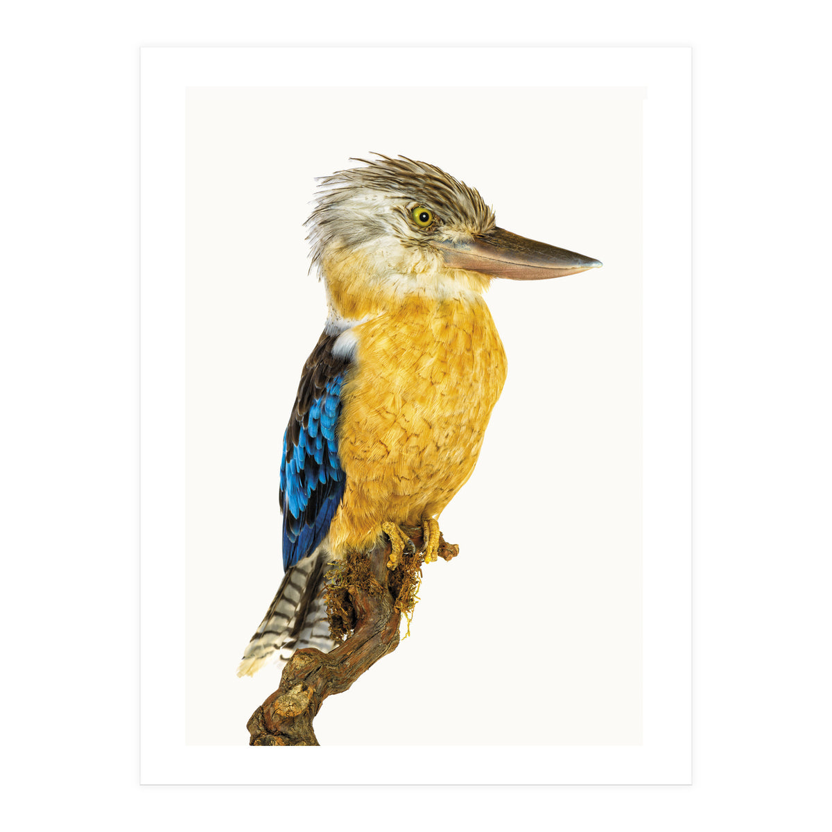 Cc Birds 07 (Print Only)