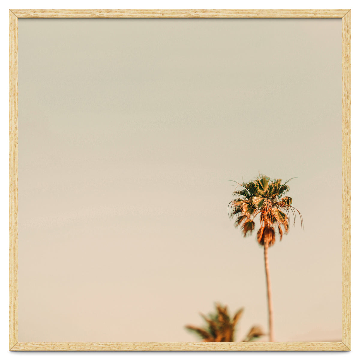 Minimal Palms