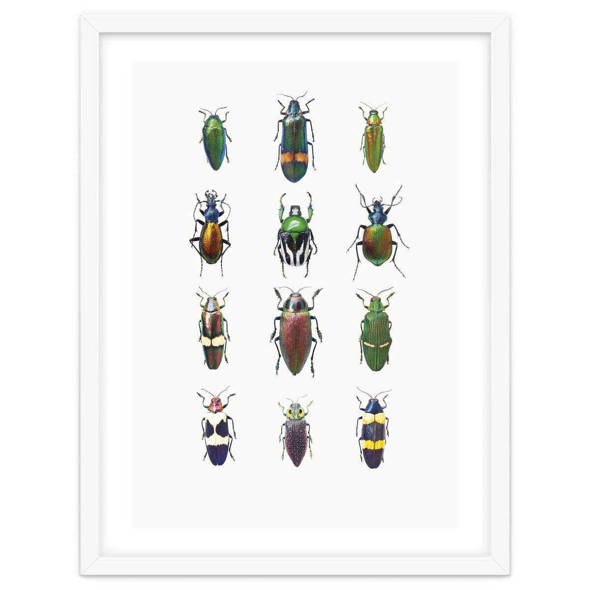 Cc Insects 03