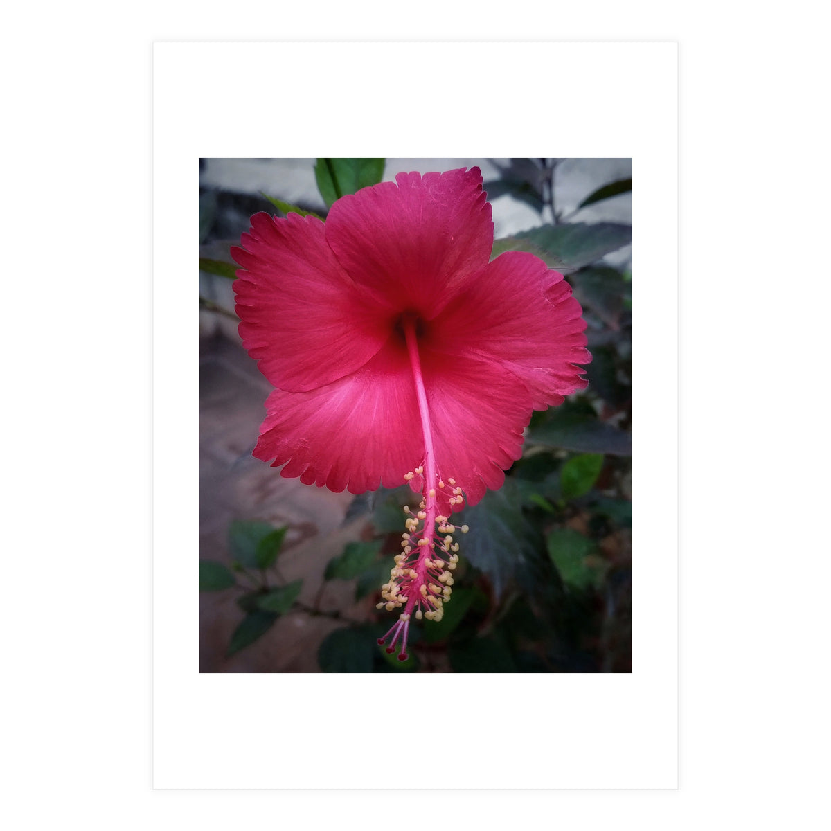 Beautiful Hibiscus Flora (Print Only)
