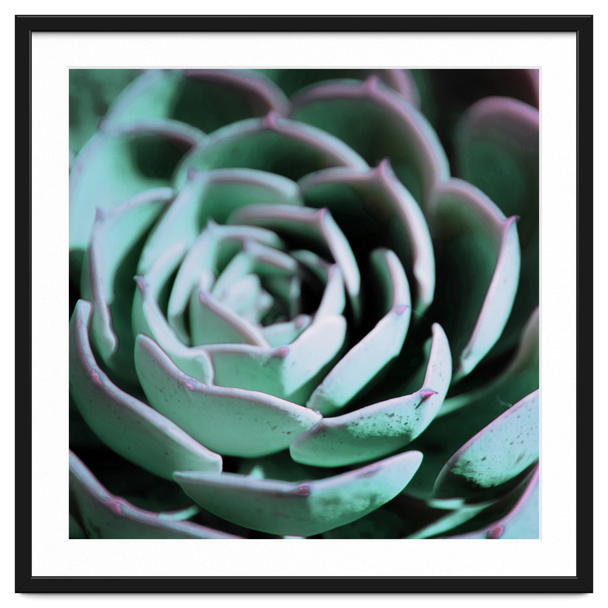 DARKSIDE OF SUCCULENTS III-A