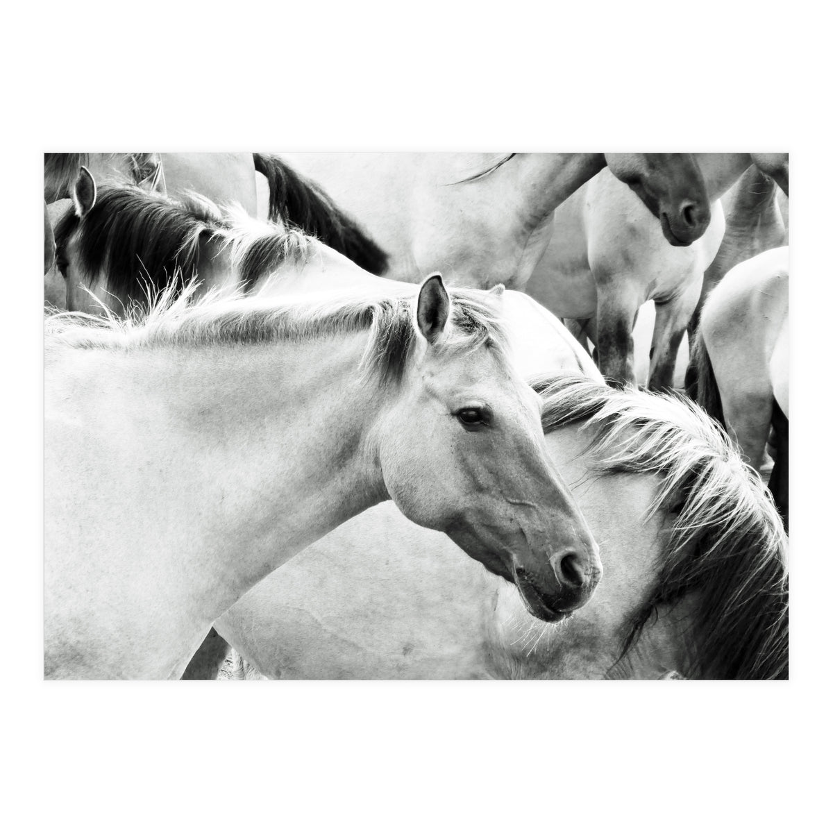 Horses (Print Only)