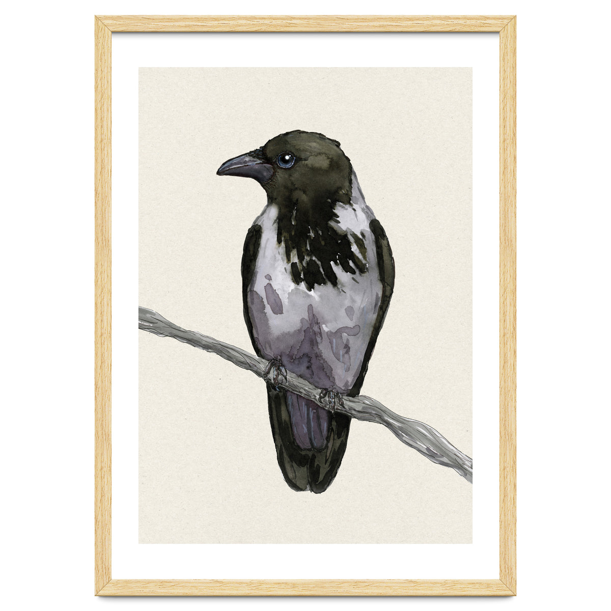 Hooded crow watercolor