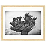 Cut down tree top thumbnail