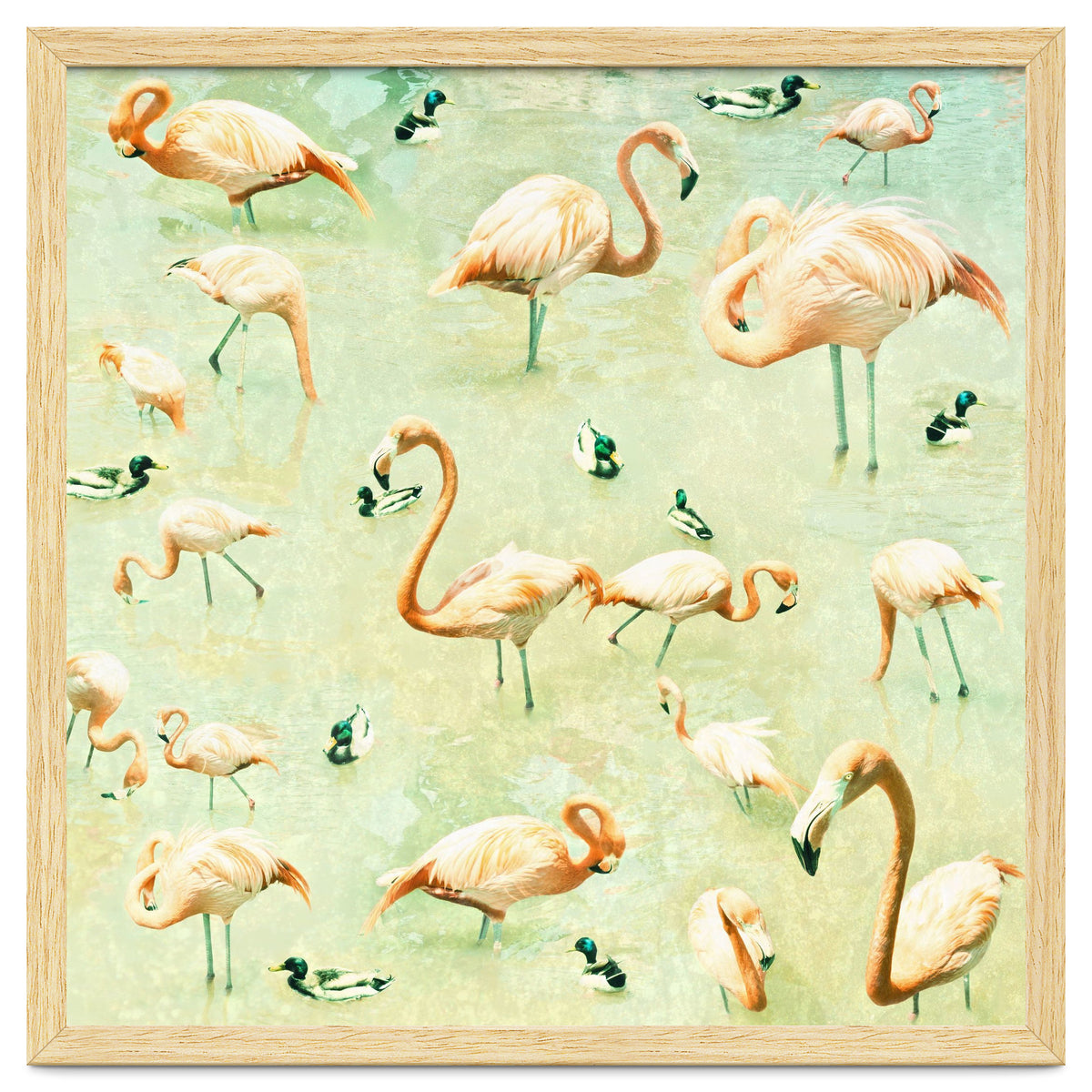 Flamingos