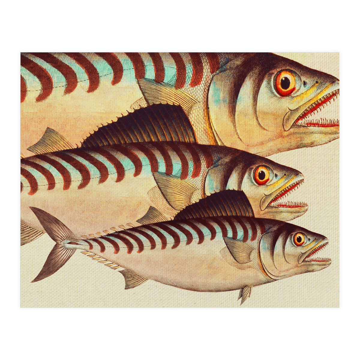 Fish Classic Designs 8 (Print Only)