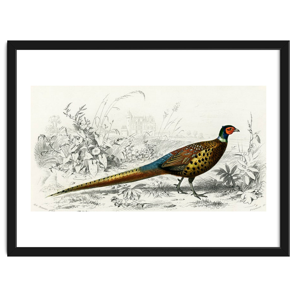 Ring-neckrd pheasant illustrated