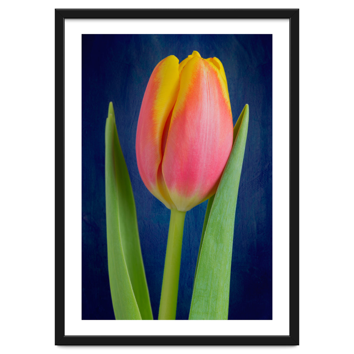 Tulip