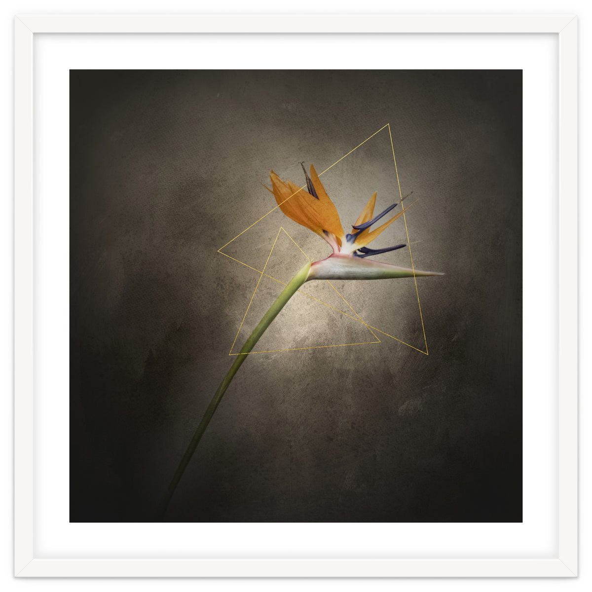 Graceful flower - Strelitzia | vintage style
