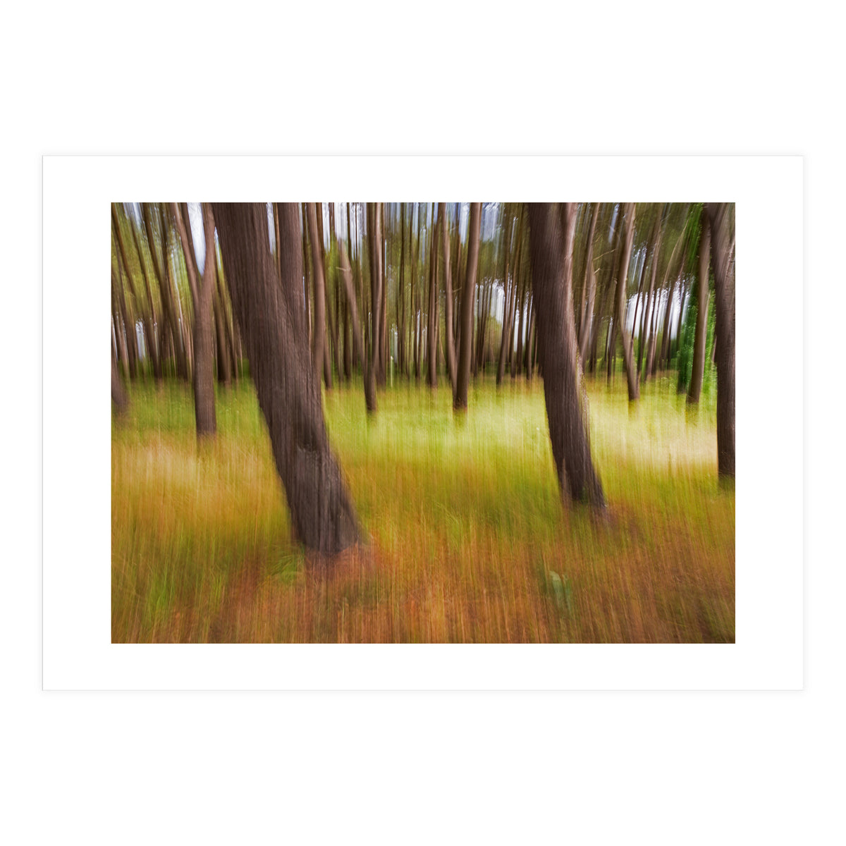 Amongst The Trees (Print Only)