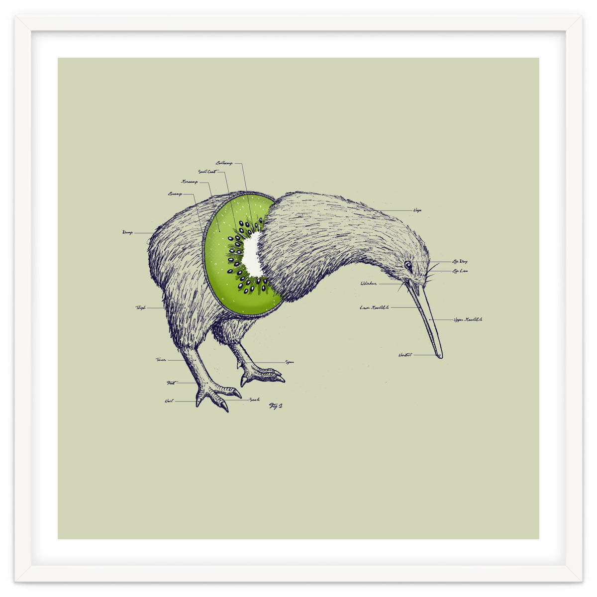 Kiwi Anatomy