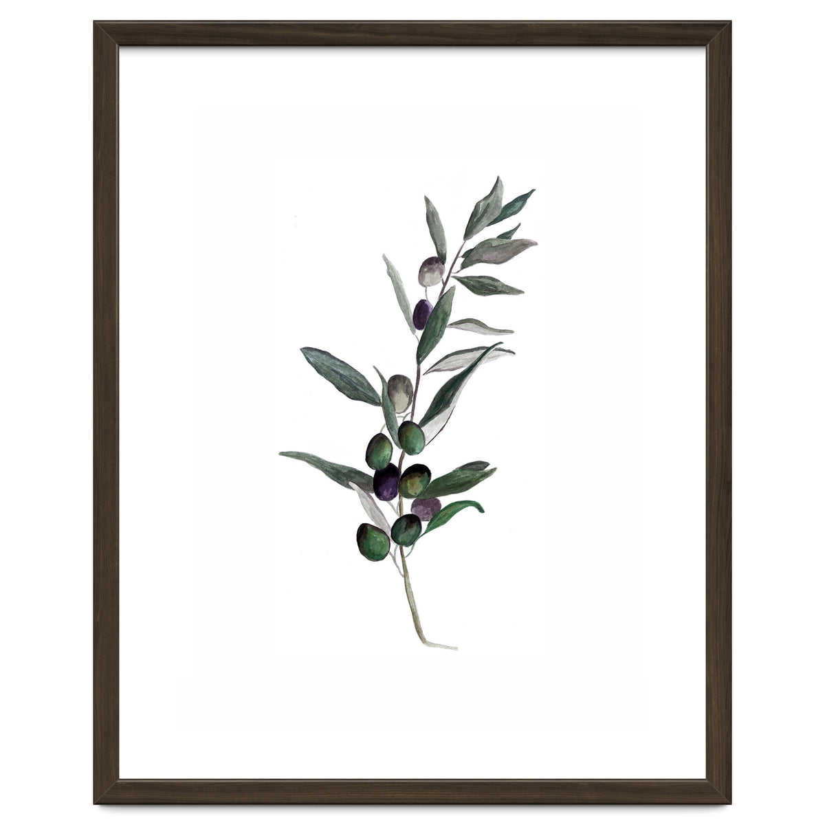 Botanical Illustration Olive