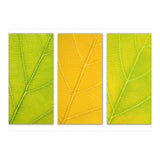 Autumn Leaves (Print Only) thumbnail
