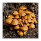 Tree Fungi  (Print Only) thumbnail