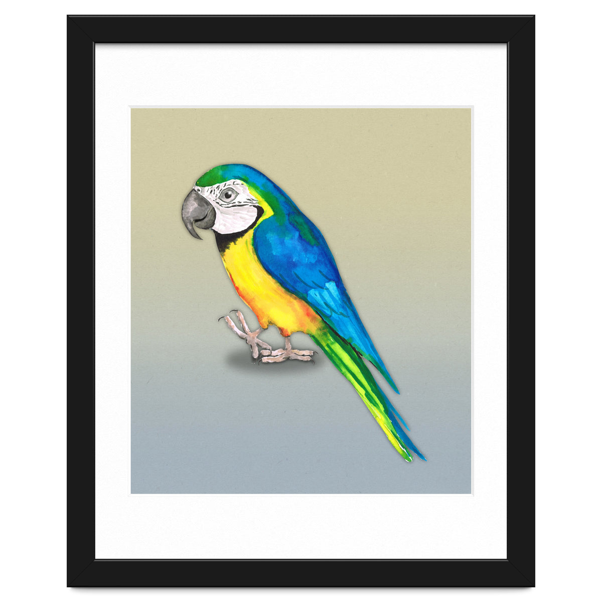 Blue and yellow macaw