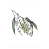 Willow (Print Only) thumbnail