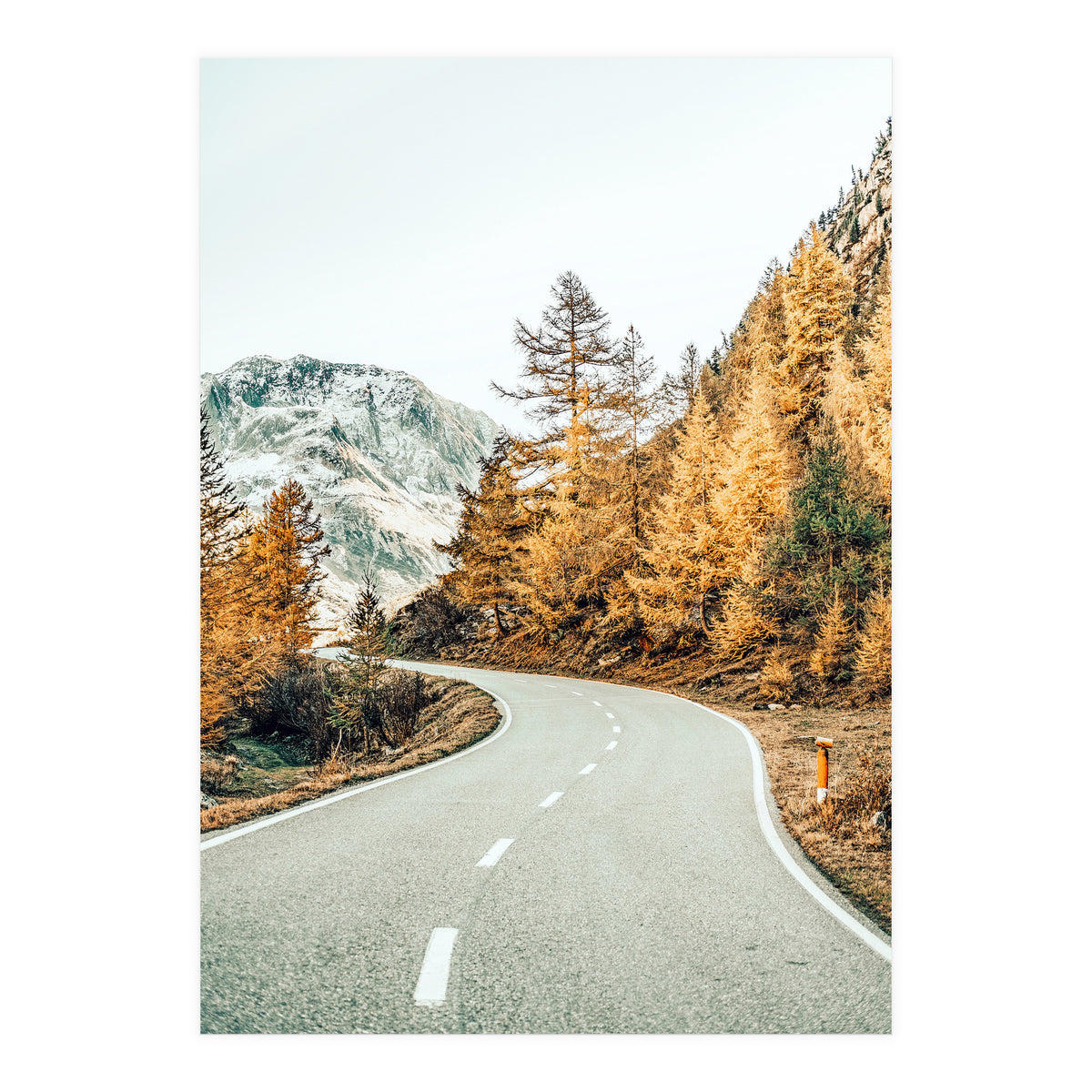 Snow and Golden Pine (Print Only)