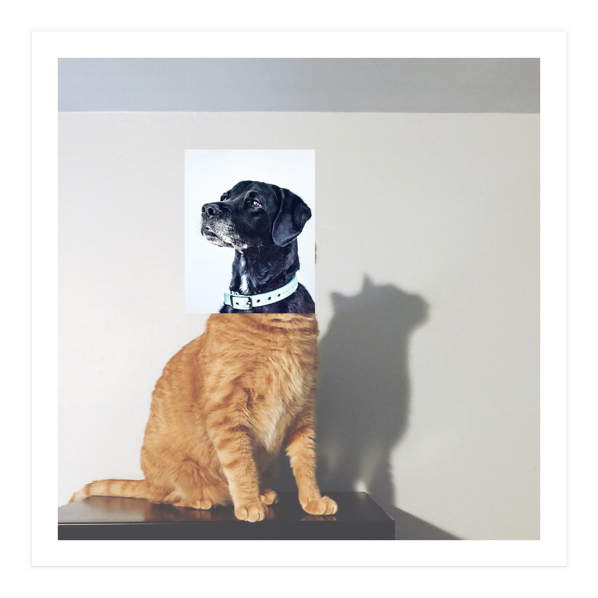 Domestic Animal (Print Only)