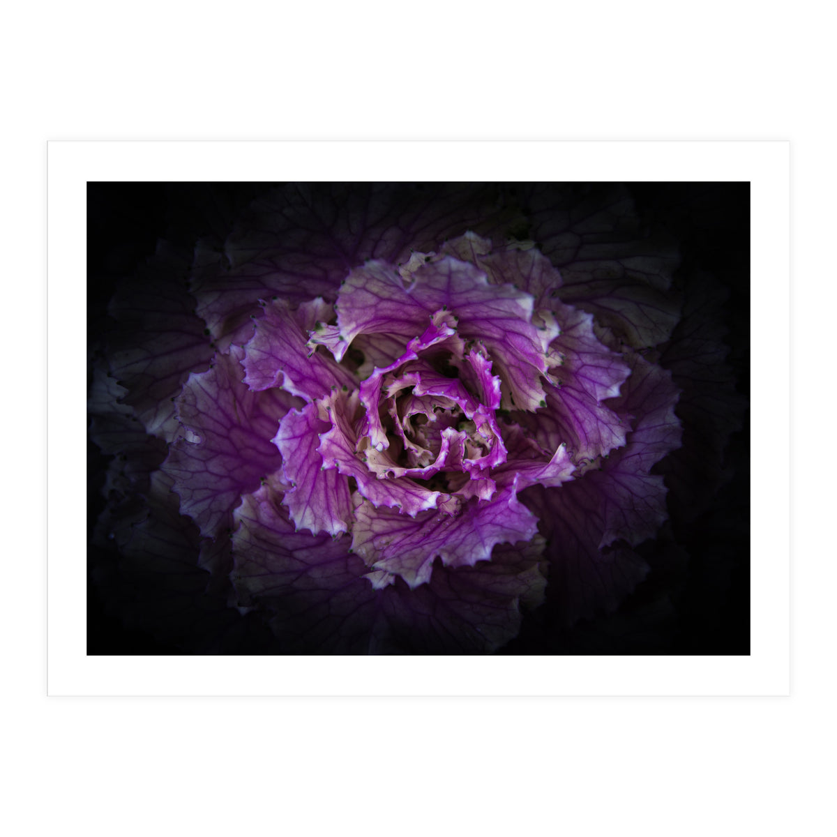 Backyard Flowers No 42 Color Version (Print Only)