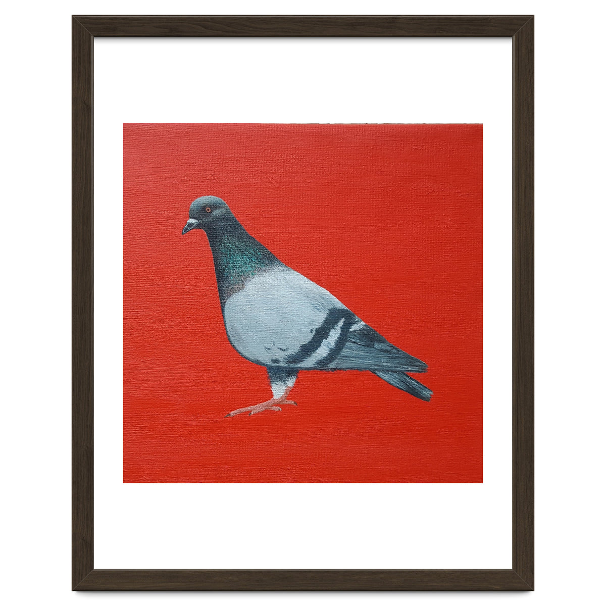 Pigeon
