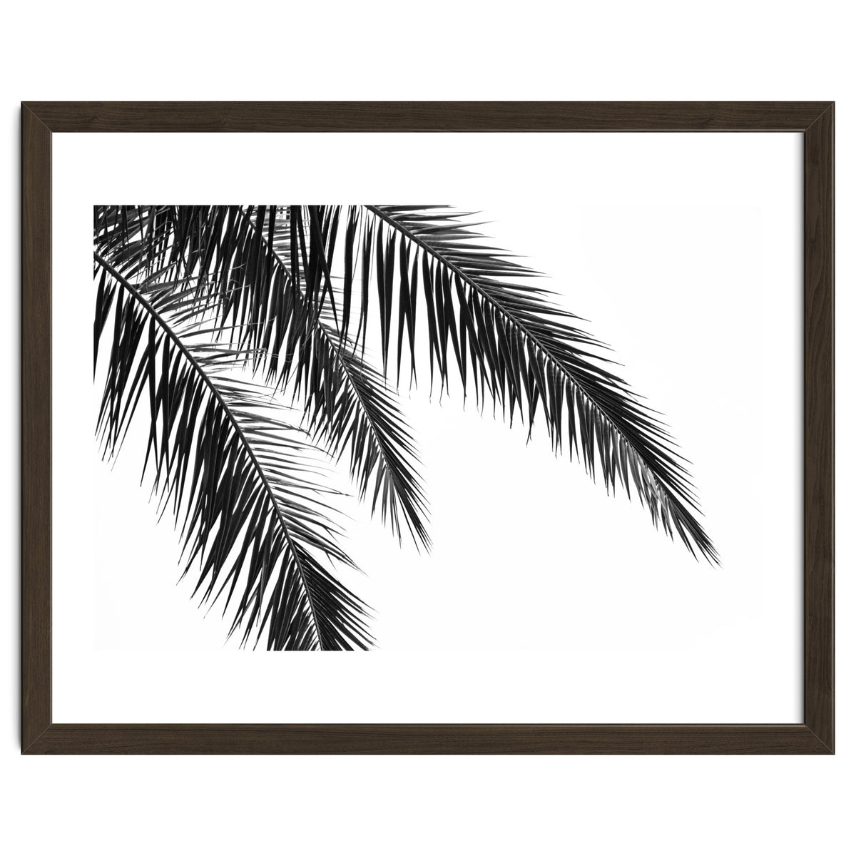 Palm Leaves