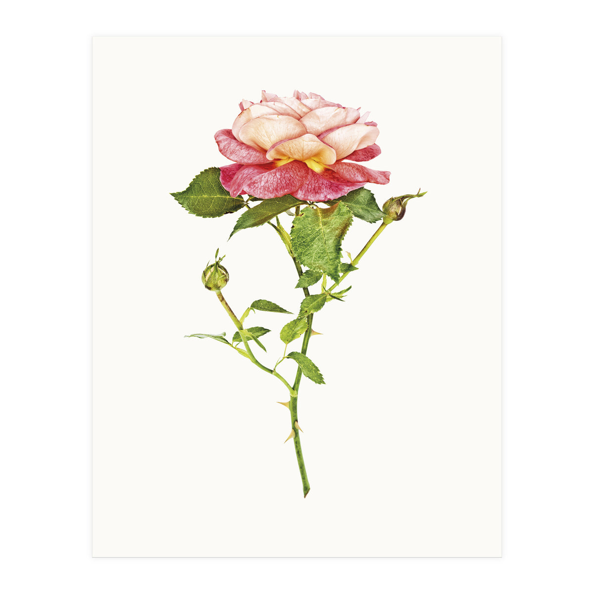 Cc Roses 03 (Print Only)