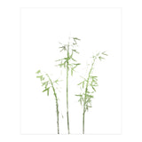 Olive Green Hosta (Print Only) thumbnail