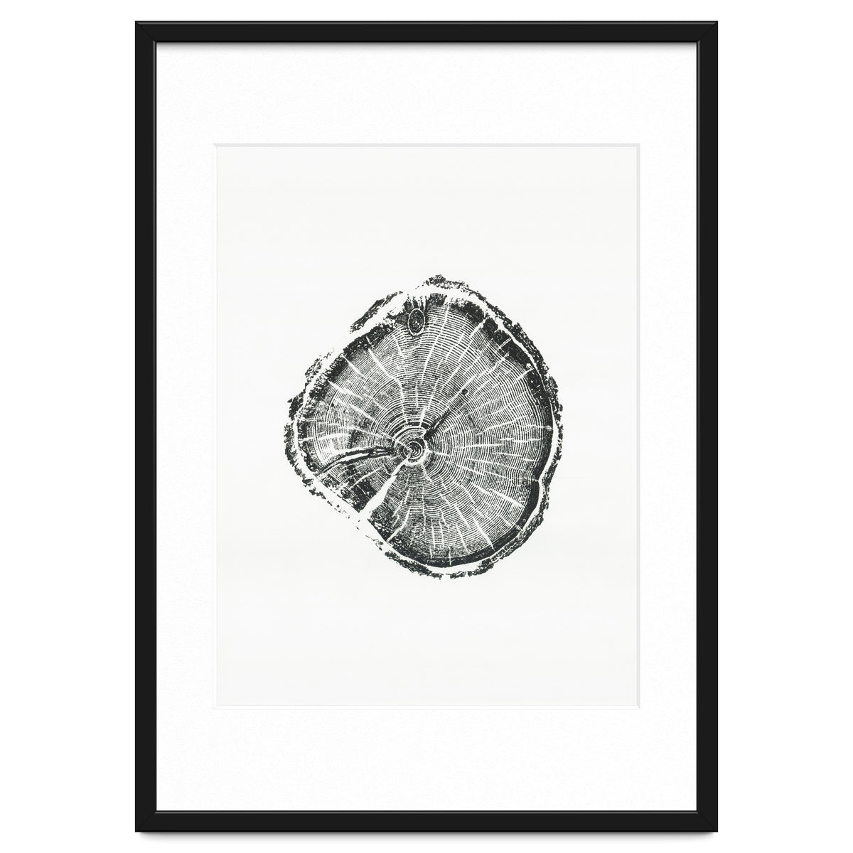 Tree Ring Print, Albion Basin, Utah, Pine Tree Print