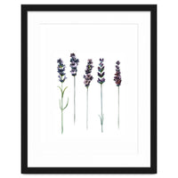 Botanical Illustration Lavender