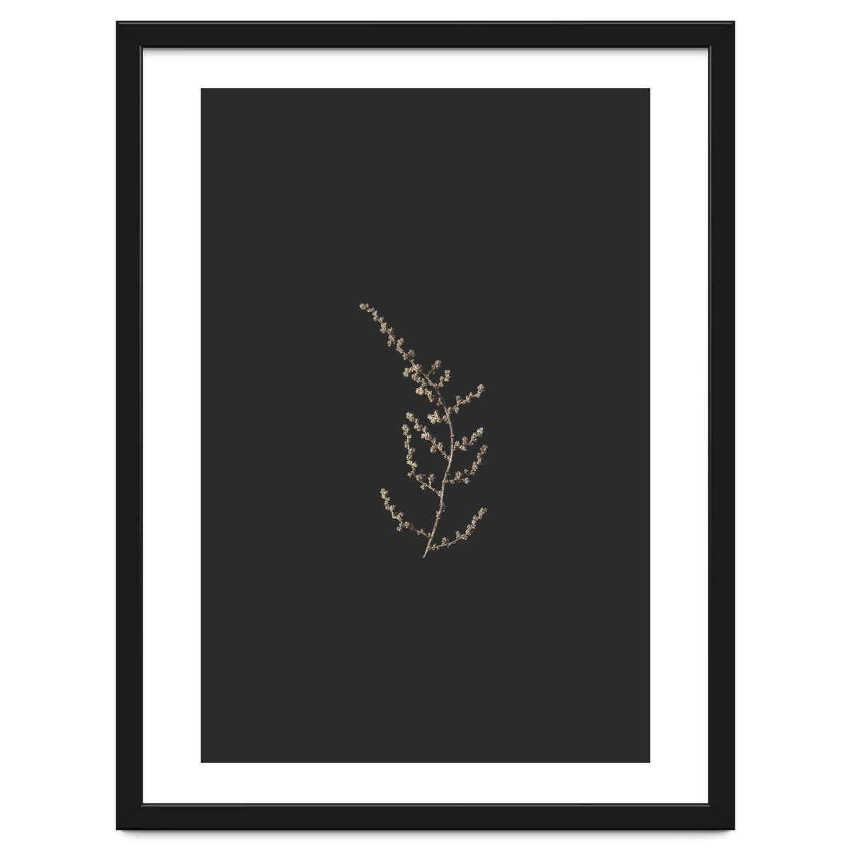 Delicate Golden Fynbos Botanicals on Black