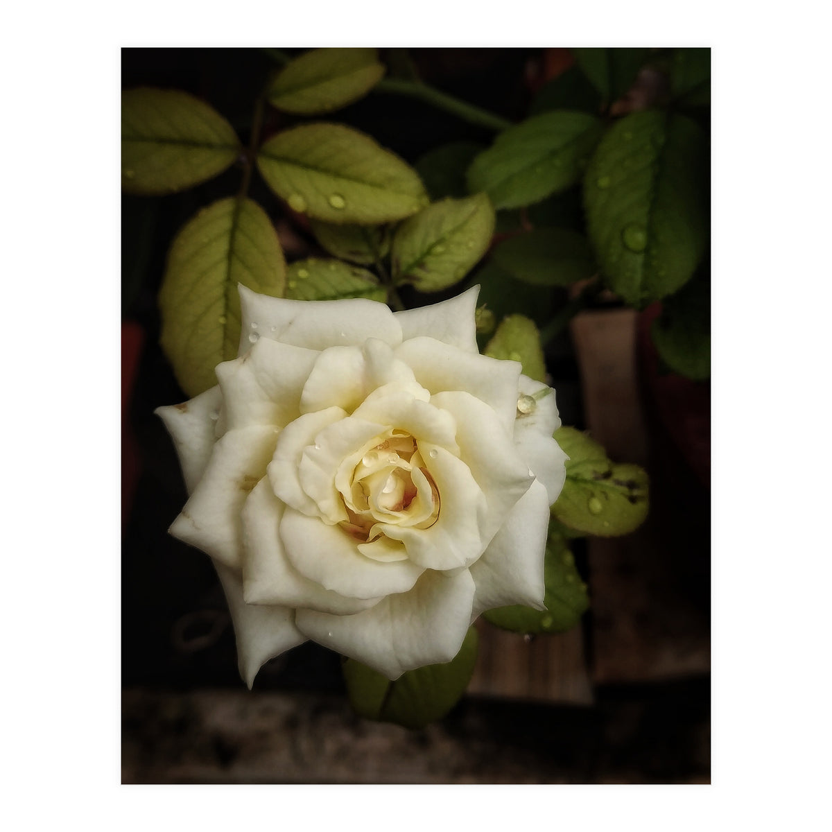 Beautiful Garden White Rose (Print Only)
