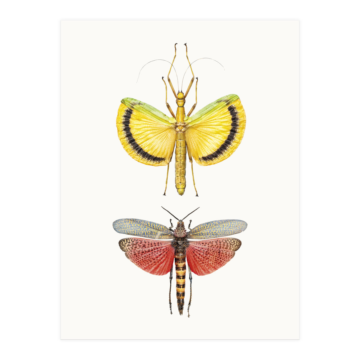 Cc Insects 08 (Print Only)