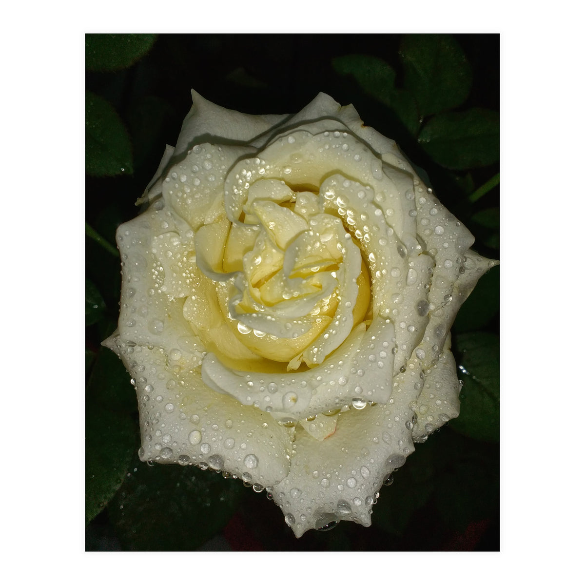 Floribunda Rose (Print Only)
