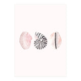 Seashells (Print Only) thumbnail