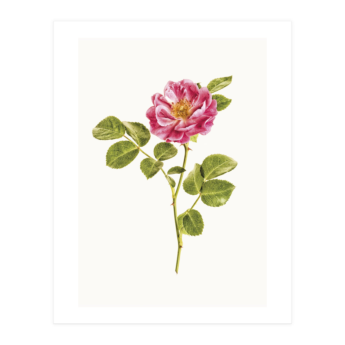 Cc Roses 06 (Print Only)