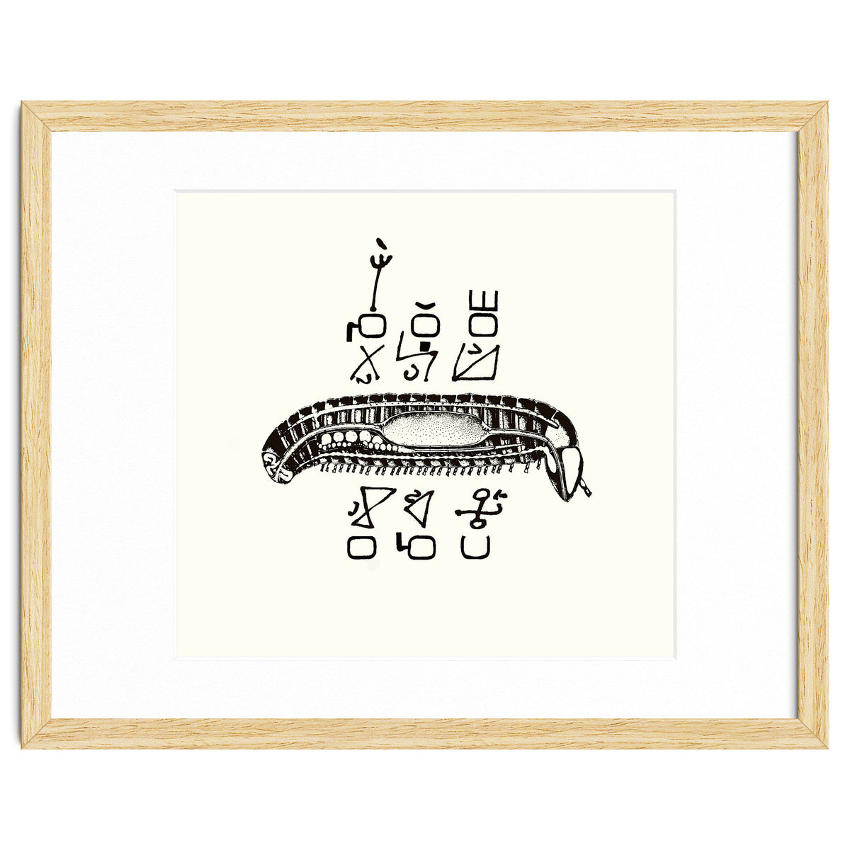 Diplopod David Felix