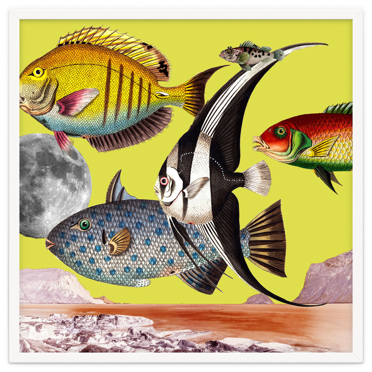 Plenty Of Fish In The Sea Yellow