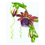 Giant Granadilla (Print Only) thumbnail